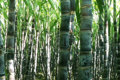 產(chǎn)糖大國——代寫企業(yè)傳記多少錢（8）