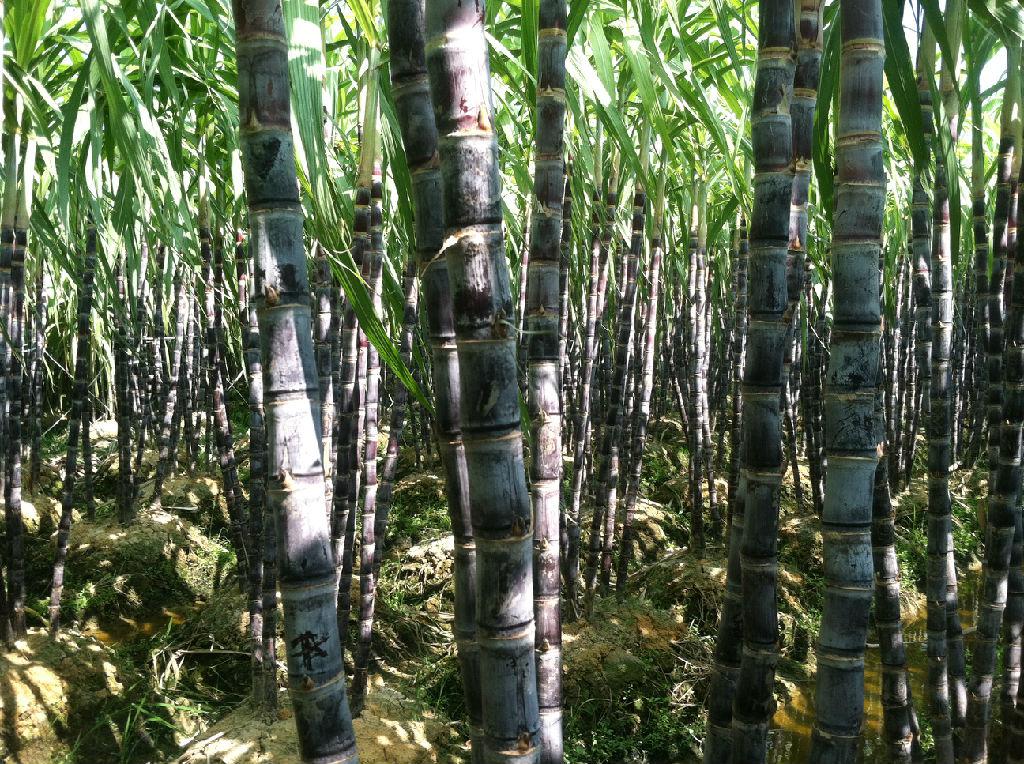  民國時期廣西蔗糖業(yè)發(fā)展史——靠譜的代寫企業(yè)傳記多少錢（12）